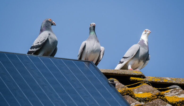 Do Solar Panels Attract Birds
