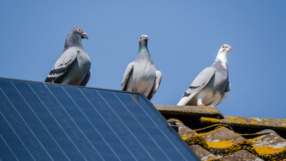 Do Solar Panels Attract Birds